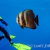 batfish_longfin_jk_h_0705_png0729.jpg